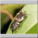 Coelioxys rufescens - Kegelbiene w01b 11mm Deister.jpg